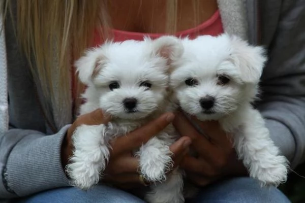 cuccioli di maltesi mini toy. 
