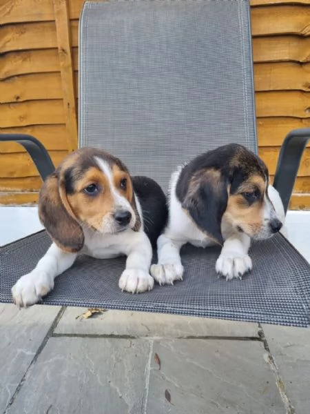 Cuccioli di Beagle in adozione