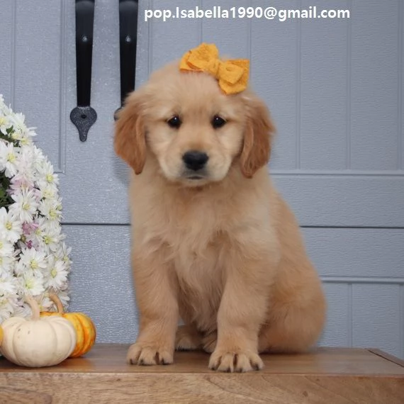 Golden Retriever marrone Disponibili Golden Retriever maschio e femmina  Colorazione marrone  Contat