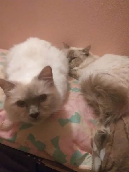 Cuccioli sacro di Birmania