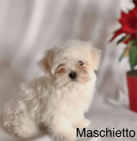 Maltese cuccioli  | Foto 0