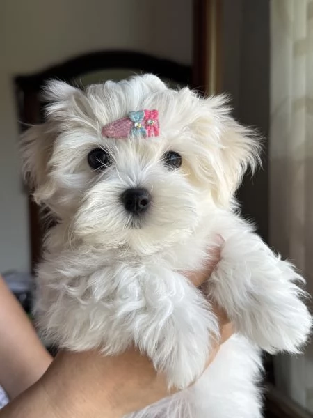 Cuccioli di maltese con pedigree ENCI | Foto 4