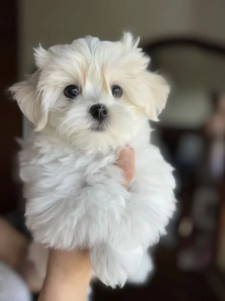 Cuccioli di maltese con pedigree ENCI | Foto 3