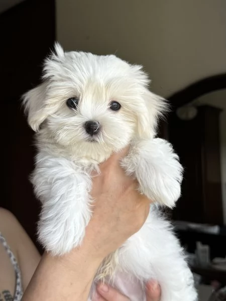 Cuccioli di maltese con pedigree ENCI | Foto 2