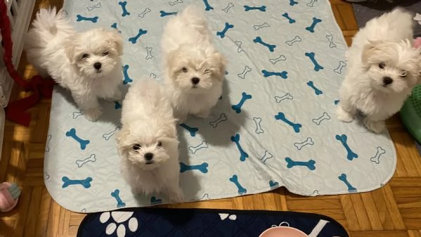 Cuccioli di maltese con pedigree ENCI