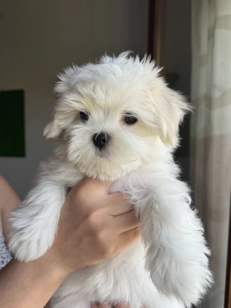 Cuccioli di maltese con pedigree ENCI | Foto 0