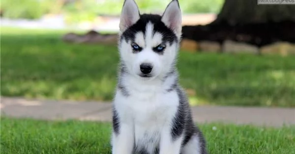 Regalo cuccioli di husky siberiano  maschi e femmina.  