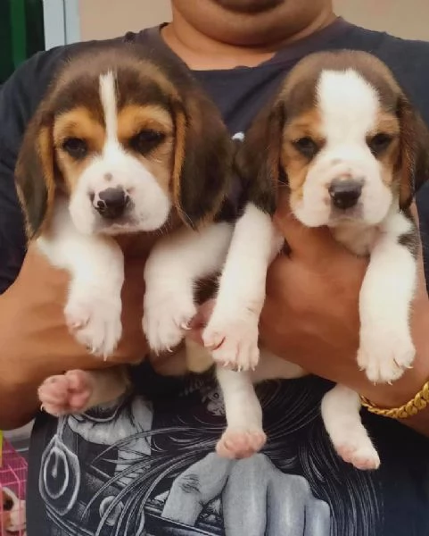 Regalo cuccioli di beagle maschi che femmine nb,