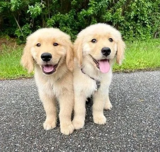 regalo golden retriever cuccioli per l'adozione
