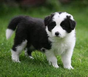 Cuccioli di border collie.