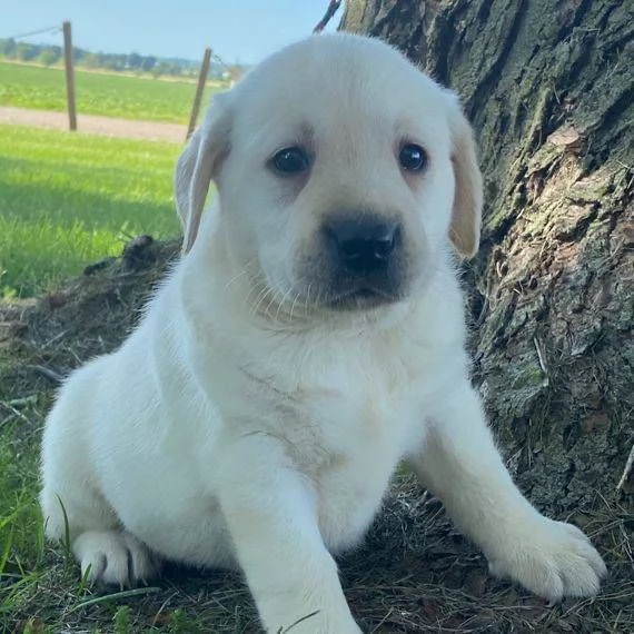 Regalo cucciolata di labrador retriever