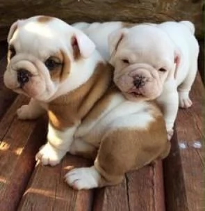 Regalo Disponibili cuccioli di Bouledogue Inglese.