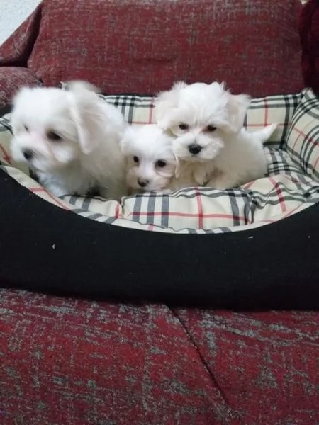Regalo cuccioli maltesi whAtsapp (0039 353 317 4023) | Foto 2