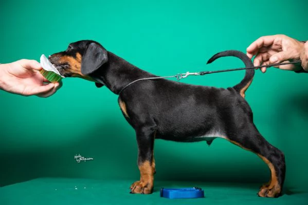 Dobermann cuccioli | Foto 6