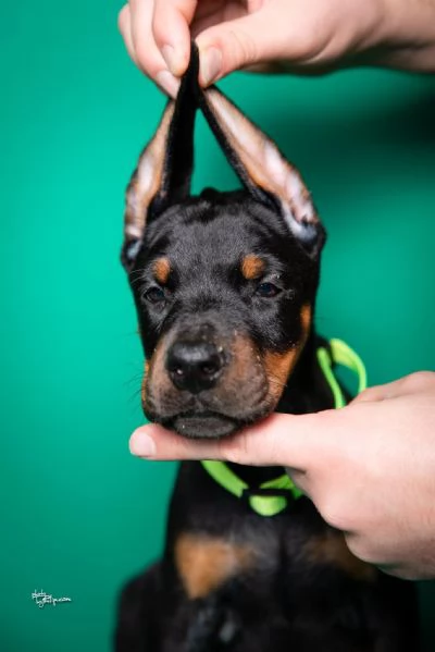 Dobermann cuccioli | Foto 4