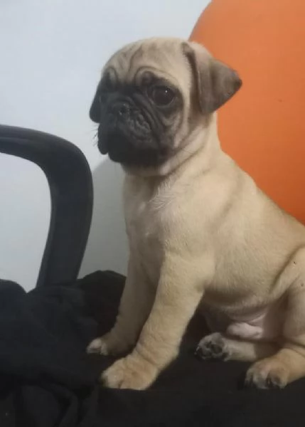 Cuccioli di carlino regalo | Foto 2