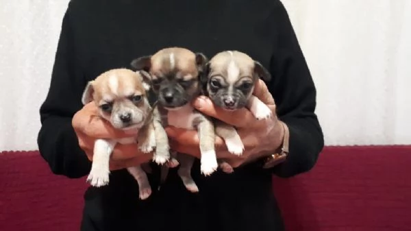 Regalo cuccioli di chihuahua | Foto 1