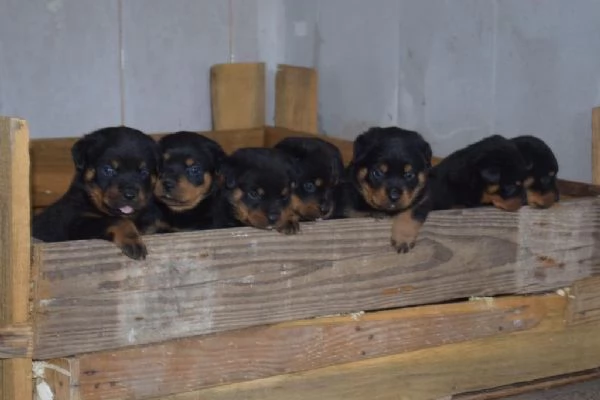 Regalo cuccioli di Rottweiler | Foto 1