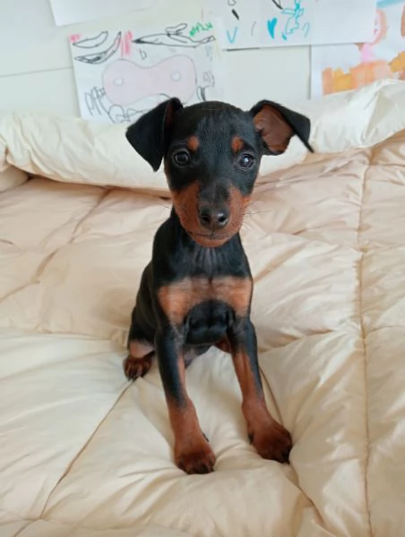 Zwergpinscher  | Foto 0