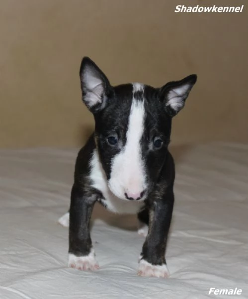 Mini Bull Terrier cuccioli | Foto 6