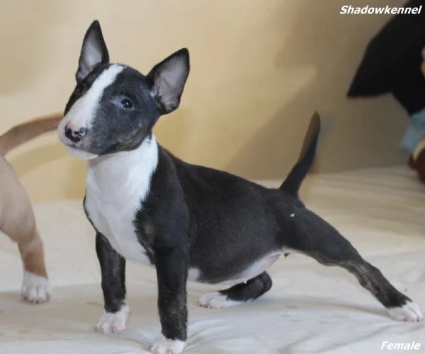 Mini Bull Terrier cuccioli | Foto 5