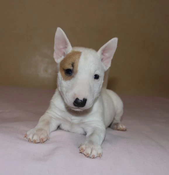 Mini Bull Terrier cuccioli | Foto 2