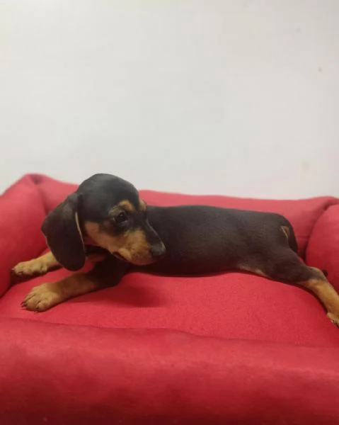 Regalo Bassotto whAtsapp ( 0039 353 317 4023 )