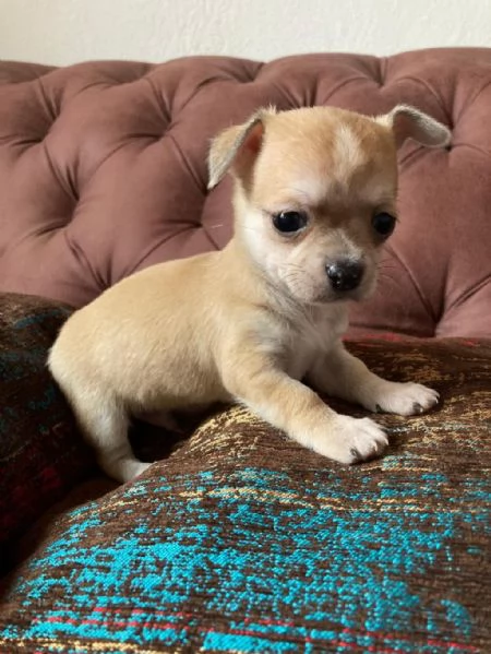 Regalo cuccioli di chihuahua whAtsapp ( 0039 353 317 4023 ) | Foto 2