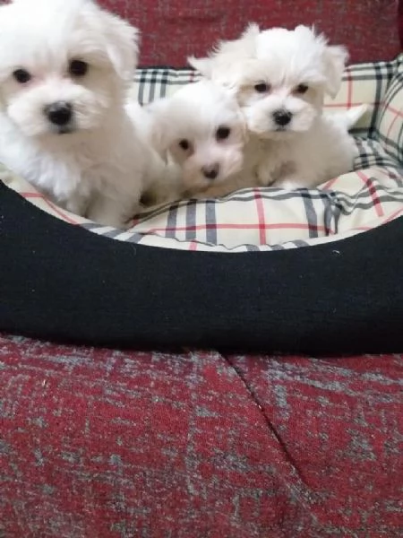 Regalo cuccioli maltesi whAtsapp (0039 353 317 4023) | Foto 0