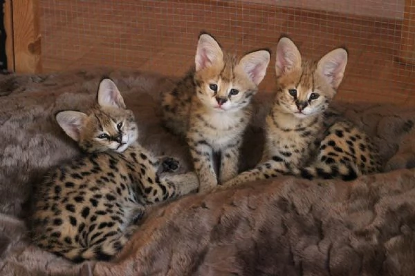 gattini serval disponibili per case amorevoli
