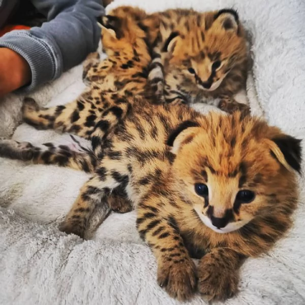 gattini serval disponibili per case amorevoli | Foto 3