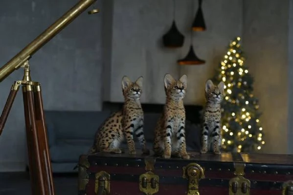 gattini serval disponibili per case amorevoli | Foto 1