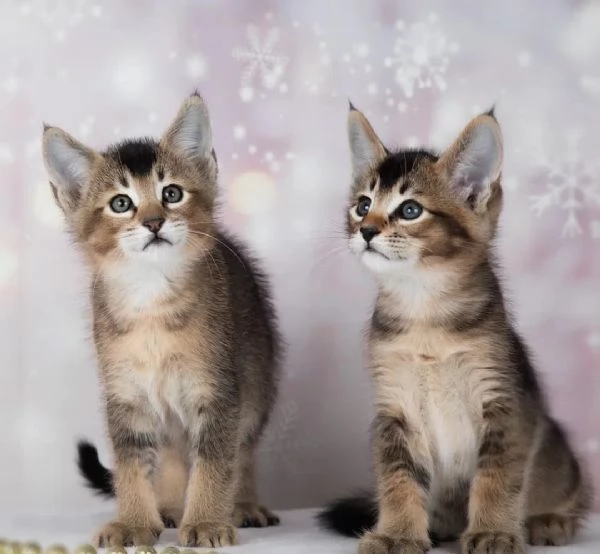 disponibili bellissimi cuccioli caracat F1, F2, F3, F4 e F5 | Foto 0