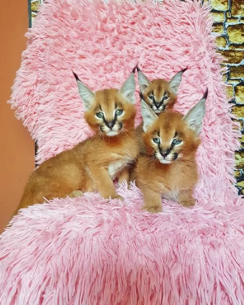 simpatici gattini caracal | Foto 1
