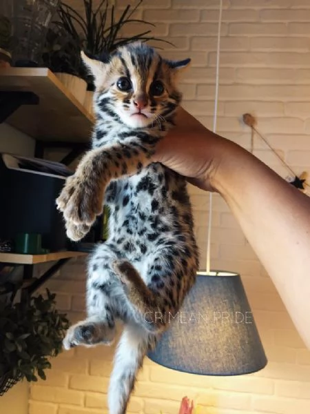 disponibili cuccioli di gattopardo | Foto 2