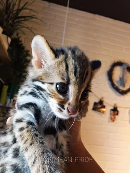 disponibili cuccioli di gattopardo | Foto 1