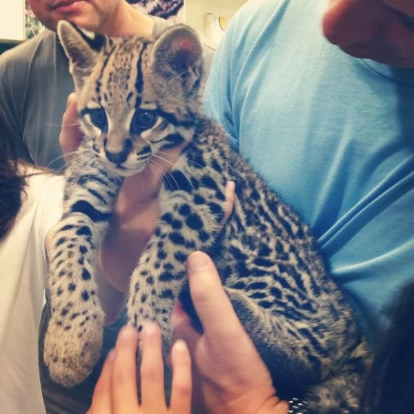 disponibili cuccioli di gattopardo