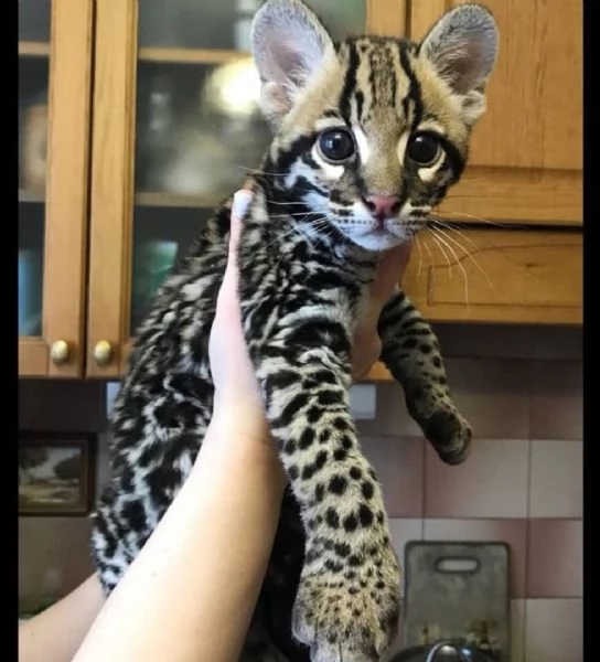 disponibili cuccioli di gattopardo | Foto 0