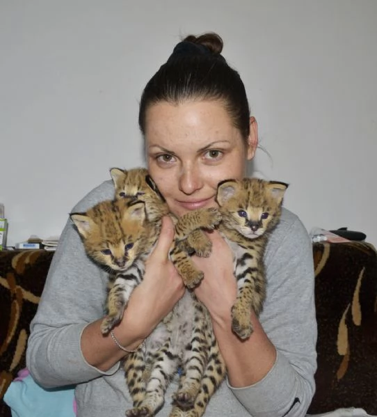 disponibili bellissimi cuccioli serval | Foto 2