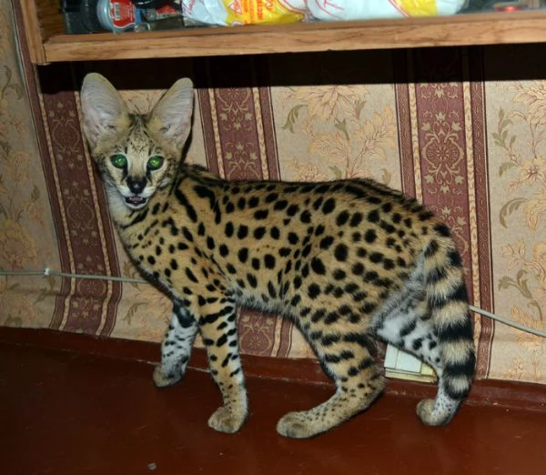 disponibili bellissimi cuccioli serval | Foto 1