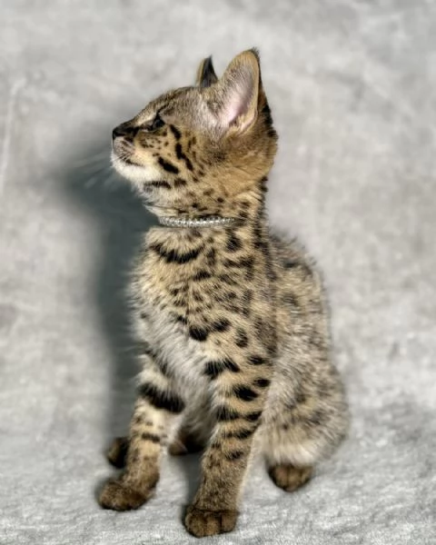 Disponibili splendidi cuccioli di Savannah F5 | Foto 6