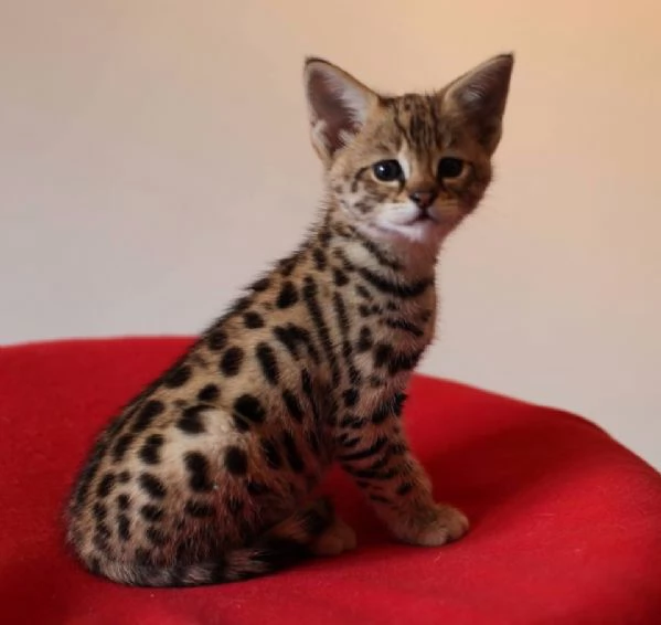 Disponibili splendidi cuccioli di Savannah F5 | Foto 5