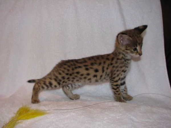 Disponibili splendidi cuccioli di Savannah F5 | Foto 4