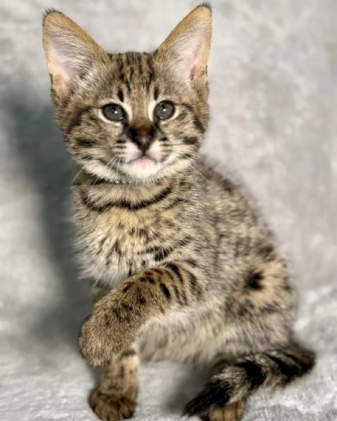 Disponibili splendidi cuccioli di Savannah F5 | Foto 3
