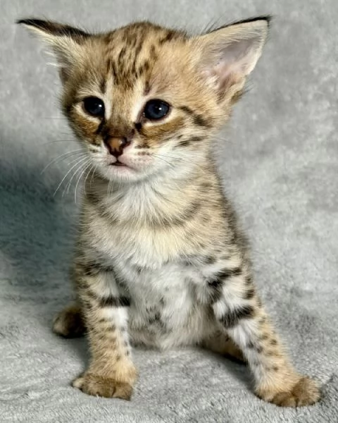 Disponibili splendidi cuccioli di Savannah F5 | Foto 2