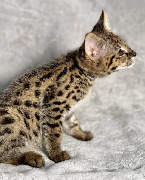 Disponibili splendidi cuccioli di Savannah F5 | Foto 1