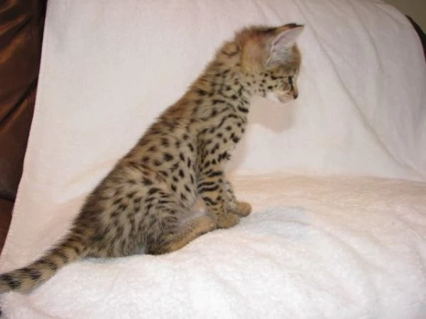 Disponibili splendidi cuccioli di Savannah F5 | Foto 0