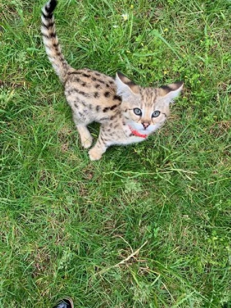 Cuccioli di Serval e Savannah | Foto 6