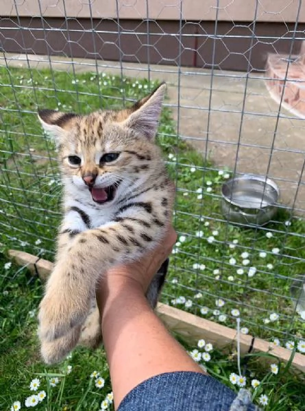 Cuccioli di Serval e Savannah | Foto 5