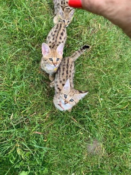 Cuccioli di Serval e Savannah | Foto 4